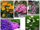 Увеличете снимка 2 - Всичко за градината.Декоративна растителност-дървета,храсти,цветя,палми,рози и др.Беседки и фонтани за...